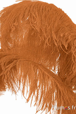 Struisvogel premium - 50-60 cm - cognac